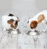 How to help your pet transition to Biologically Appropriate Raw Food
